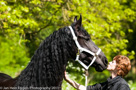 Fotoshoot Paarden